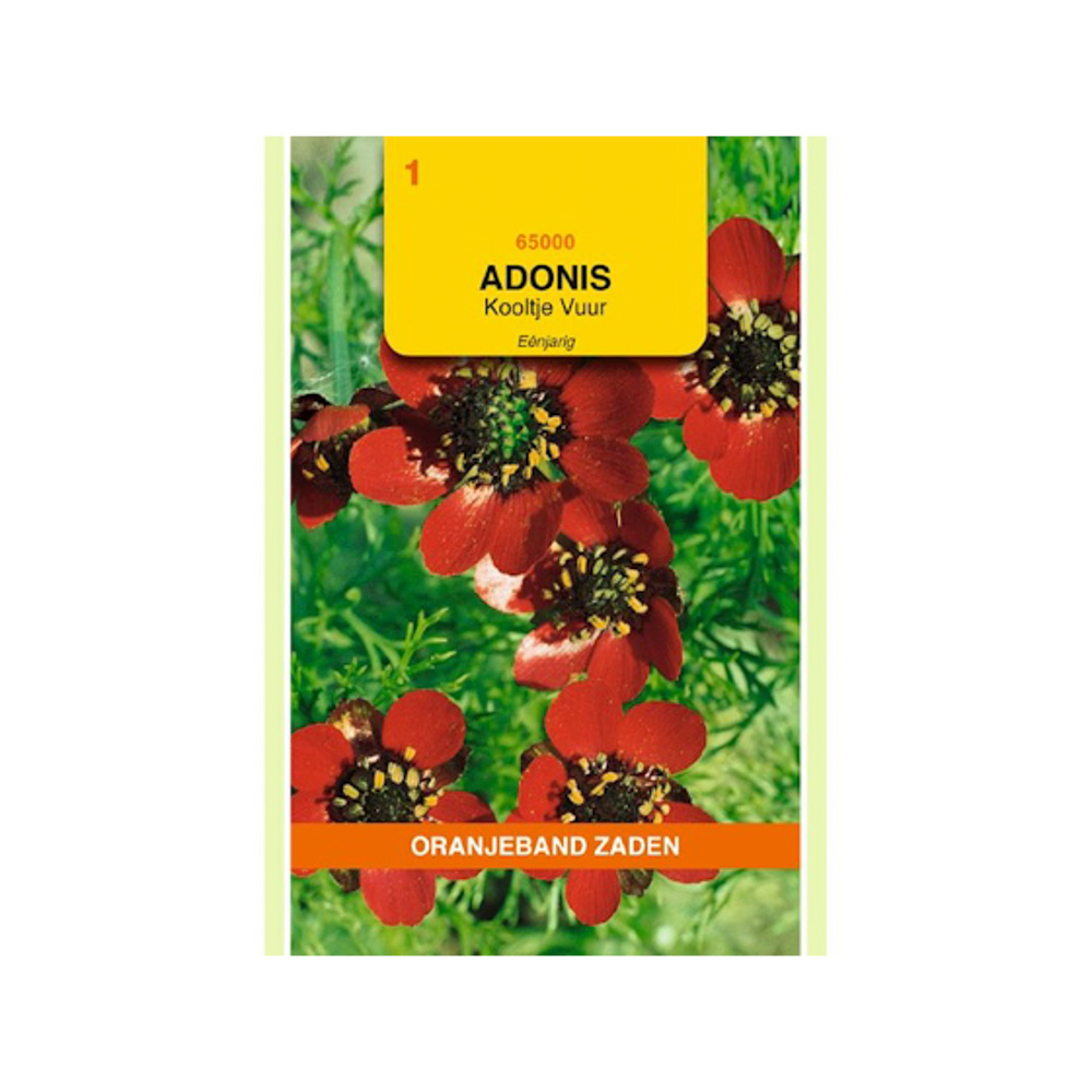 Adonis, Kooltje vuur, rood