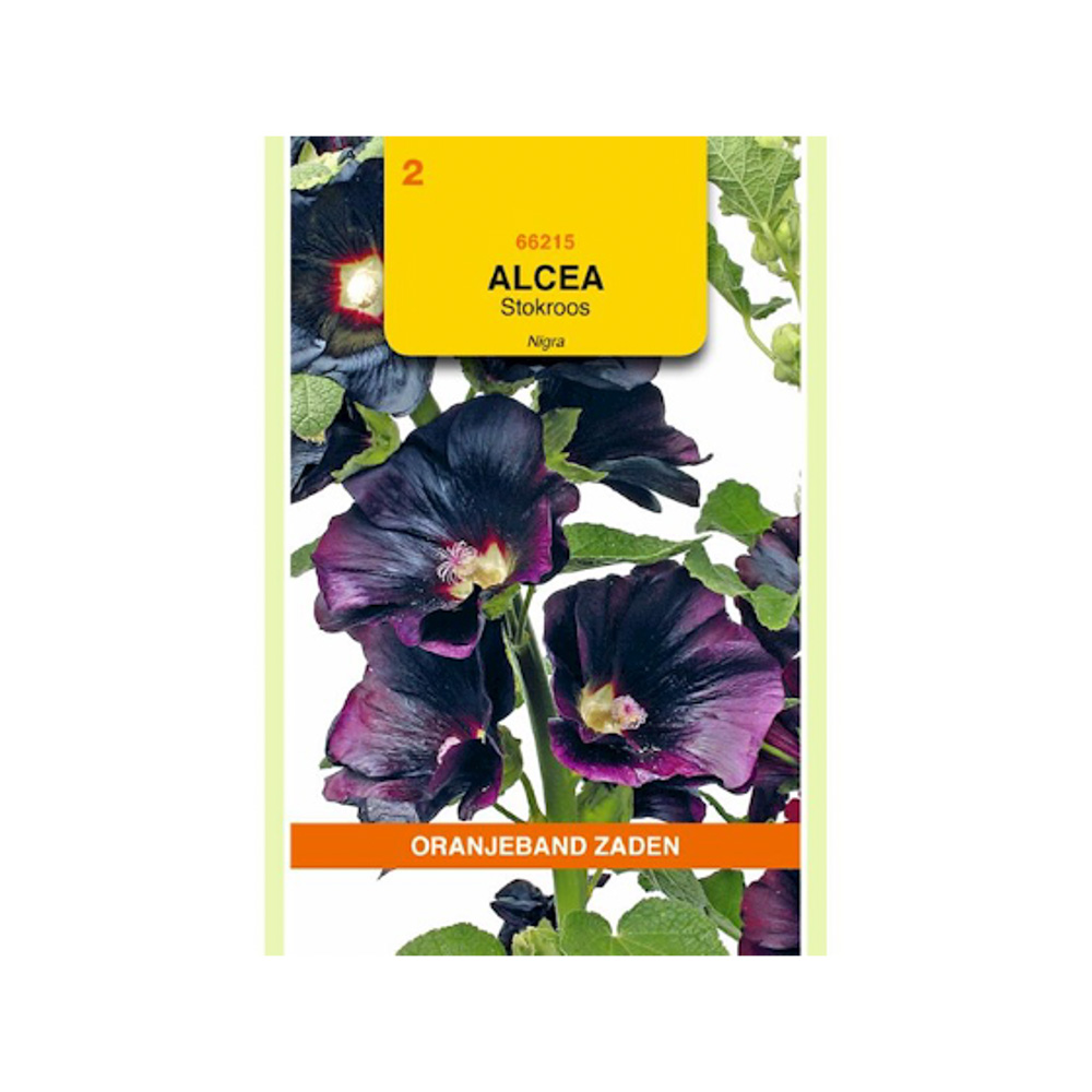 Althaea (Alcaea), Stokroos Nigra