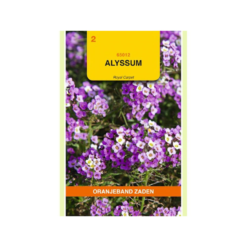  Alyssum Royal Carpet