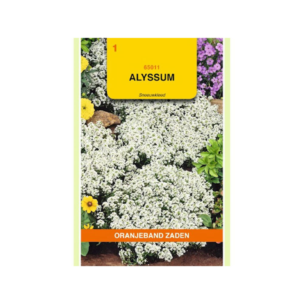 Alyssum Sneeuwkleed