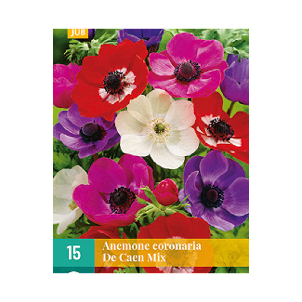 Bloembollen Anemone coronaria  ’De Caen Mix’ JUB Holland