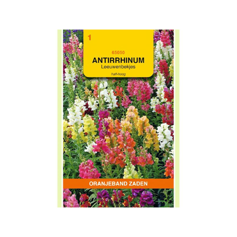 Antirrhinum, Leeuwenbekje, half-hoog gemengd