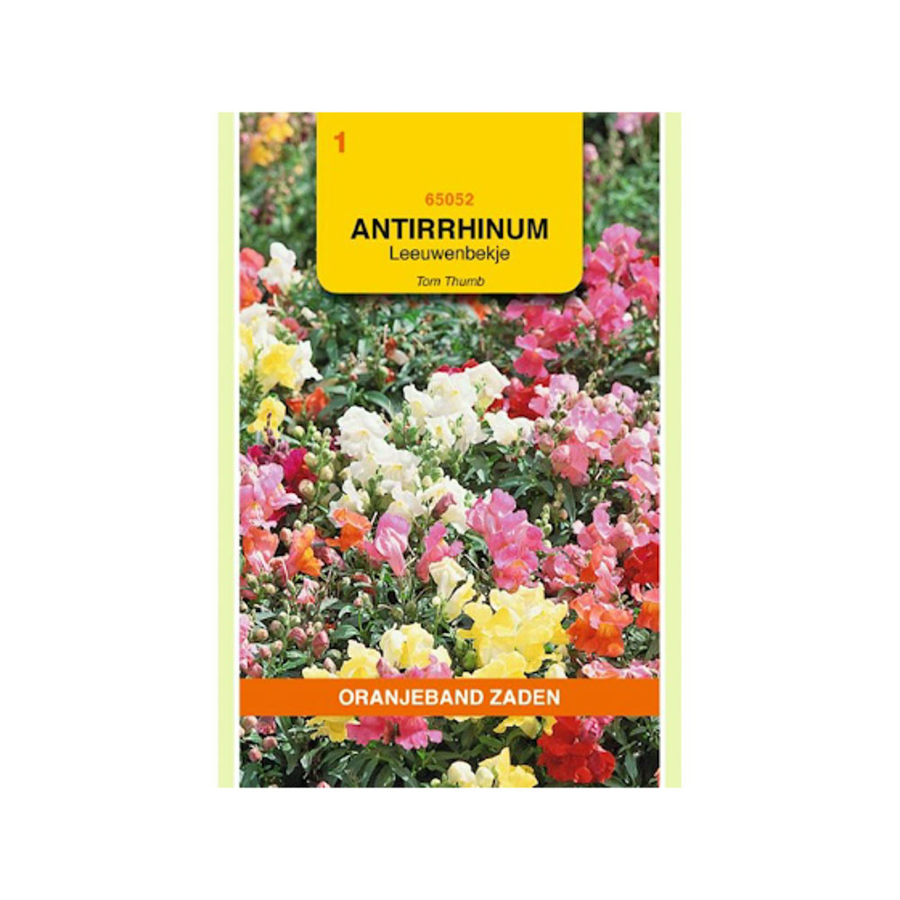  Antirrhinum, Leeuwenbekje Tom Thumb