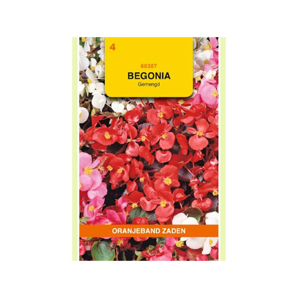 Begonia gemengd