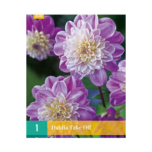 Bloembollen  Dahlia ’Take Off’ JUB Holland