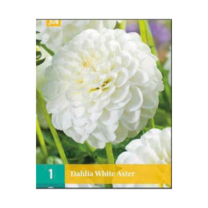 Bloembollen  Dahlia ’White Aster’ JUB Holland