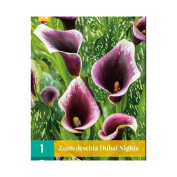 Bloembollen  Zantedeschia (Calla) ’Dubai Nights’ JUB Holland