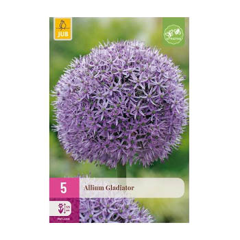 Bloembollen Allium  Gladiator Jub Holland