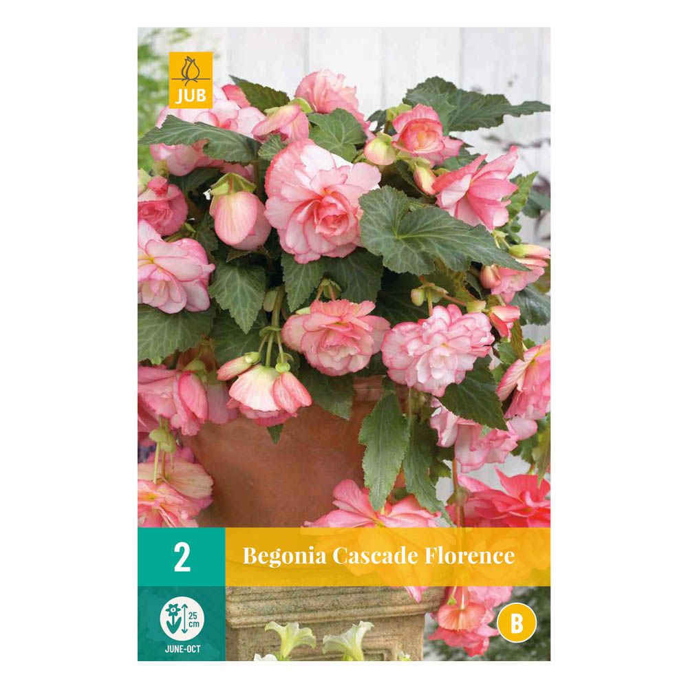 Bloembollen Begonia Cascade Florence Roze JUB Holland