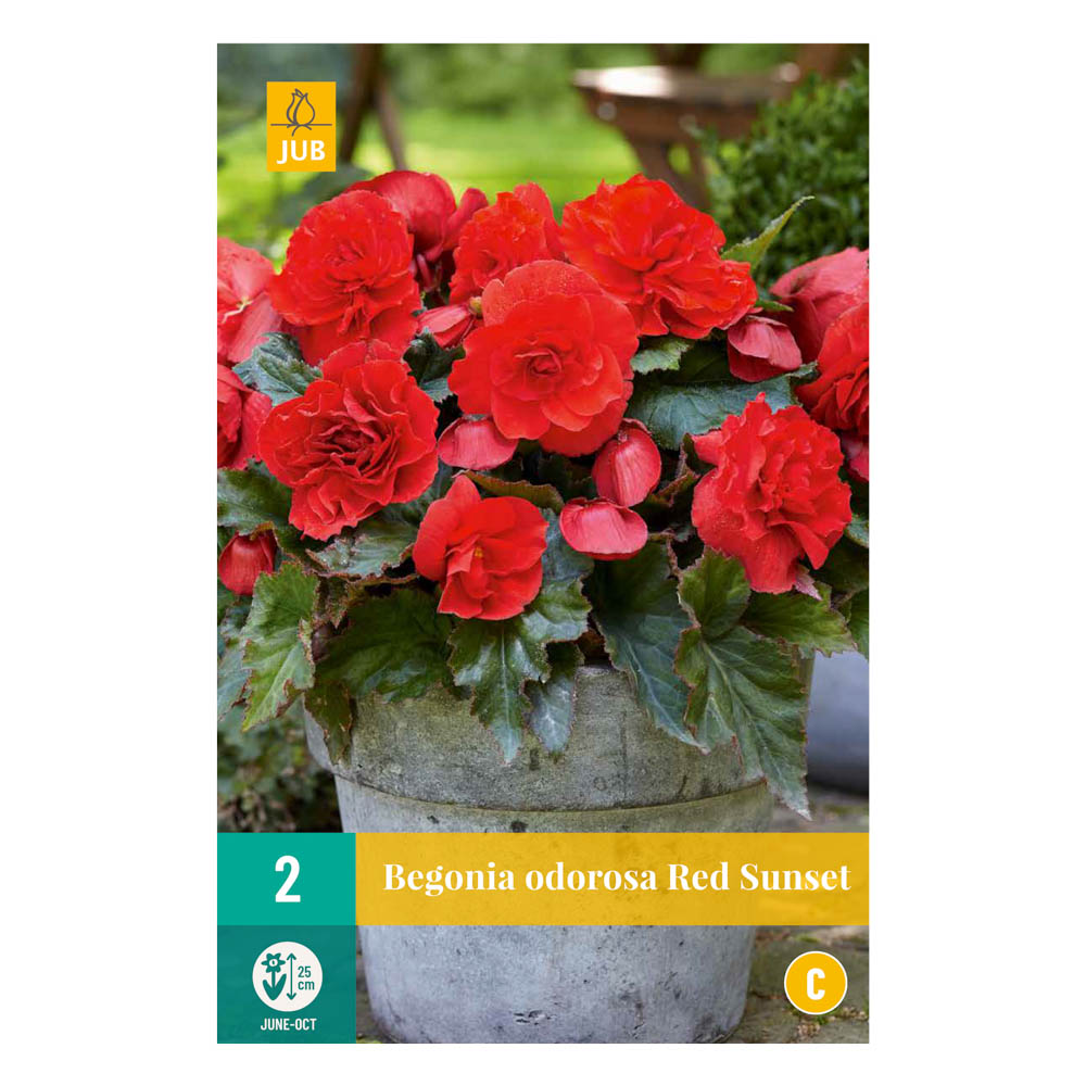 Bloembollen Begonia Cascade Odorosa Red Sunset JUB Holland