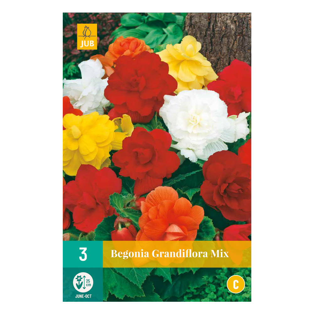 Bloembollen Begonia Grandiflora Mix JUB Holland