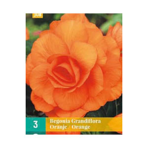 bloembollen Begonia Grandiflora Oranje JUB Holland