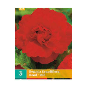 Bloembollen Begonia Grandiflora Rood JUB Holland