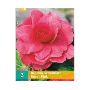 Bloembollen Begonia Grandiflora Roze JUB Holland