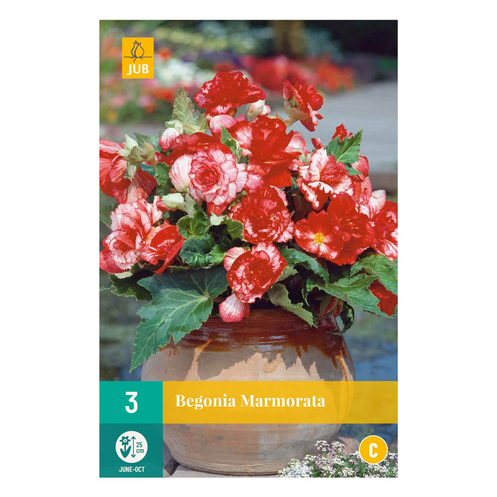 Bloembollen Begonia Marmorata JUB Holland