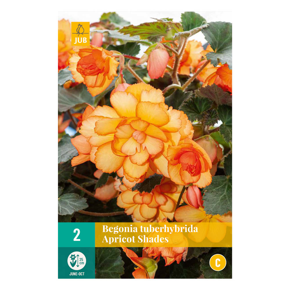 Bloembollen Begonia tuberhybrida Apricot Shades JUB Holland