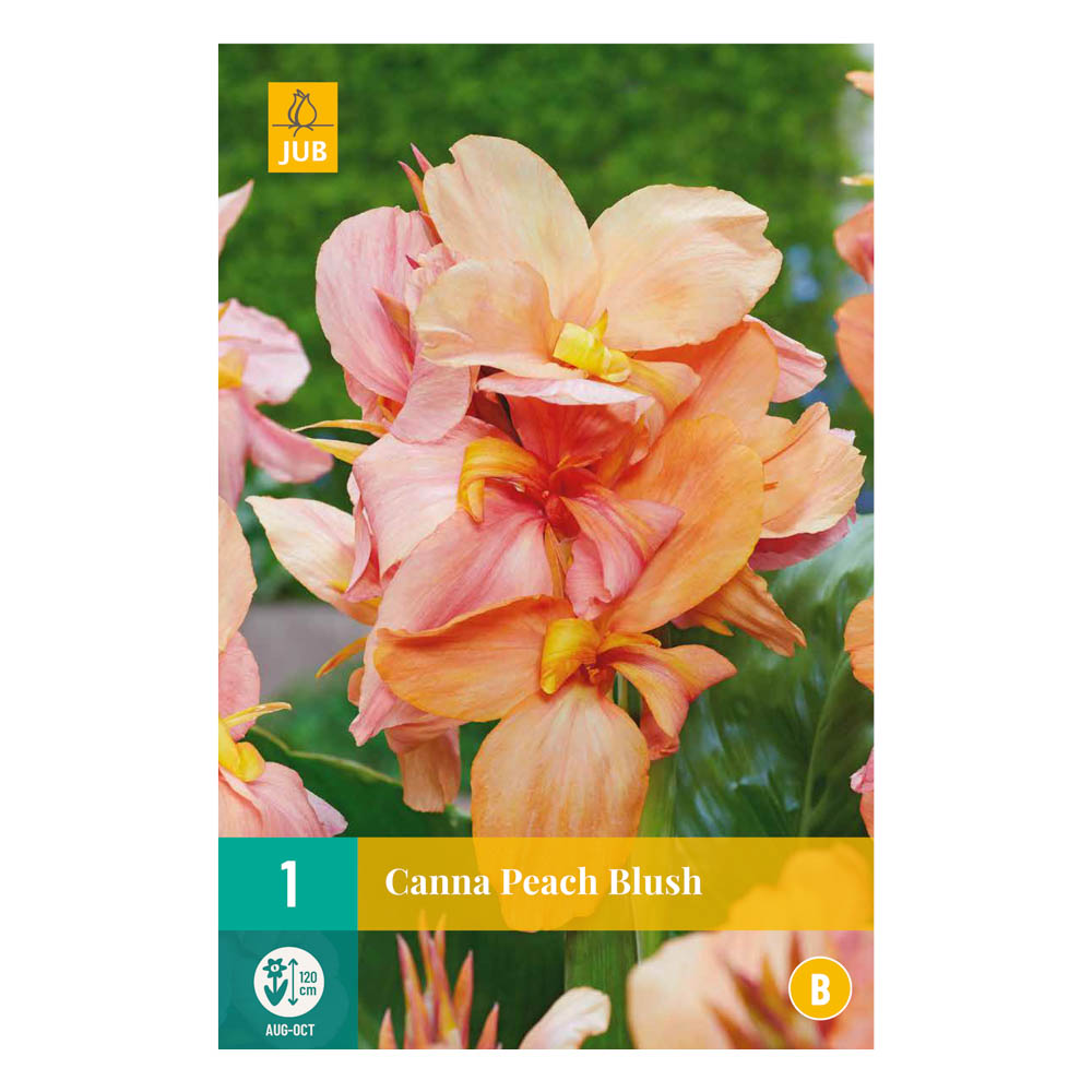Bloembollen Canna ’ Peach Blush ’ JUB Holland