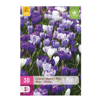 Bloembollen Crocus Mix Blauw Wit Grootbloemig Jub Holland