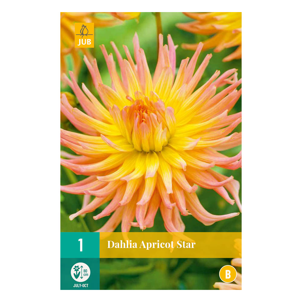 Bloembollen Dahlia ‘Apricot Star’ Wit JUB Holland