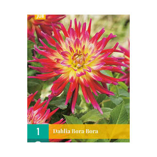 Bloembollen Dahlia 