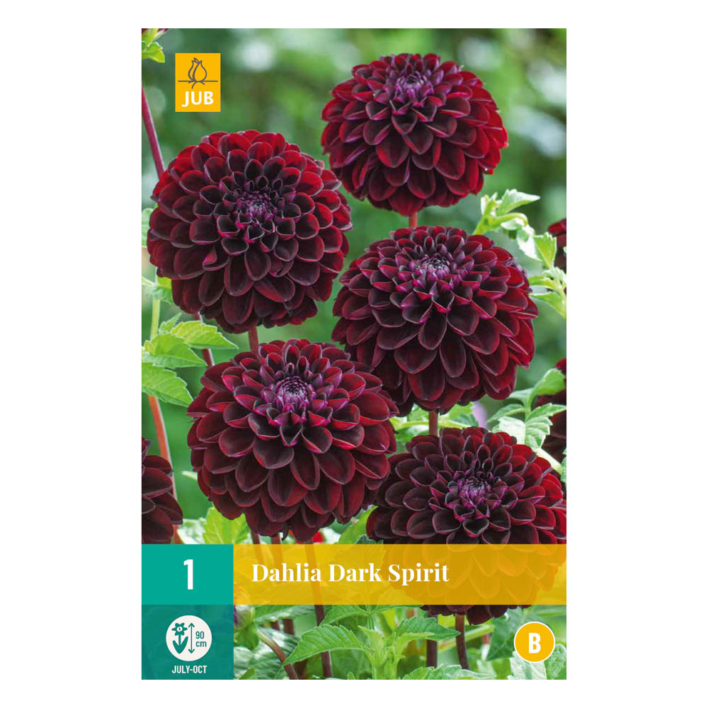 Bloembollen Dahlia Dark Spirit JUB Holland