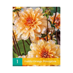 Bloembollen Dahlia ‘Orange Perception’ JUB Holland