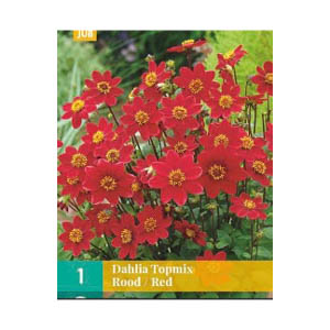  Bloembollen Dahlia ’Topmix’ rood  JUB Holland