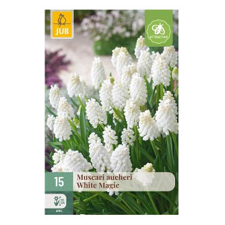 Bloembollen Muscari White Magic Witte Druifjes Jub Holland