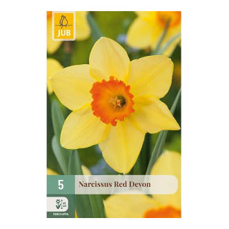 Bloembollen Narcis Red Devon Jub Holland