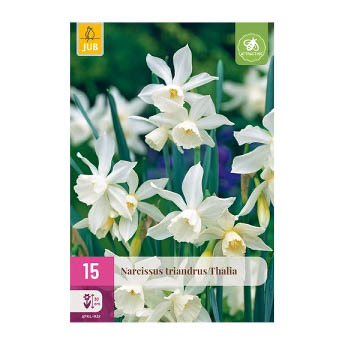 Bloembollen Narcis Triandrus Jub Holland