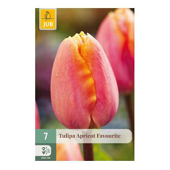 Bloembollen Tulp Apricot Favourite Jub Holland