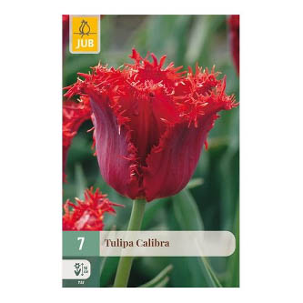 Bloembollen Tulp Calibra Jub Holland