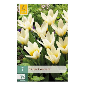 Bloembollen Tulp Concerto Jub Holland