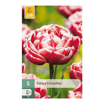 Bloembollen Tulp Drumline Jub Holland