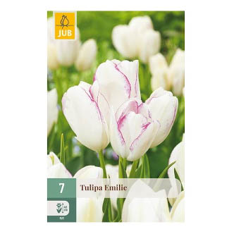 Bloembollen Tulp Emile Jub Holland