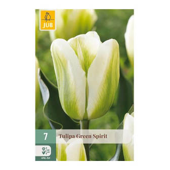 Bloembollen Tulp Green Spirit Jub Holland