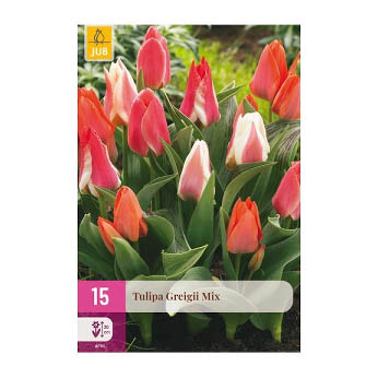 Bloembollen Tulp Greigii Mix Jub Holland