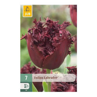 Bloembollen Tulp Labrador Jub Holland