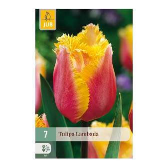 Bloembollen Tulp Lambada