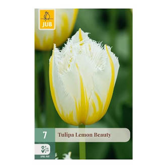 Bloembollen Tulp Lemon Beauty Jub Holland