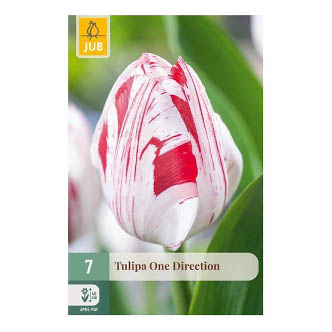 Bloembollen Tulp One Direction Jub Holland