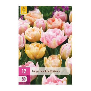Bloembollen Tulp Peaches en Kisses Jub Holland