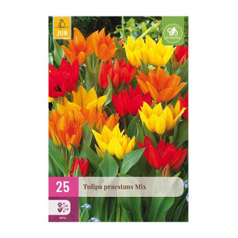 Bloembollen Tulp Praestans Mix Jub Holland