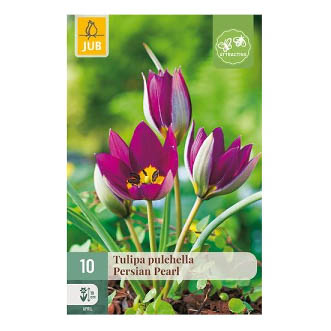 Bloembollen Tulp Pulchella persian pearl