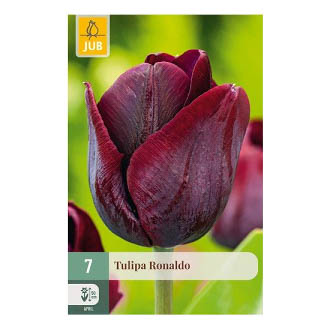 Bloembollen Tulp Ronaldo