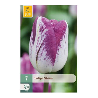 Bloembollen Tulp Shiun Jub Holland