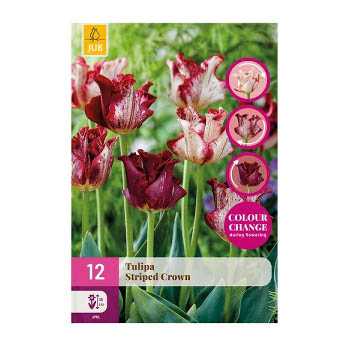 Bloembollen Tulp Striped Crown Jub Holland