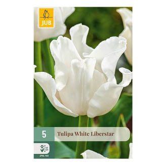 Bloembollen Tulp White Liberstar Jub Holland