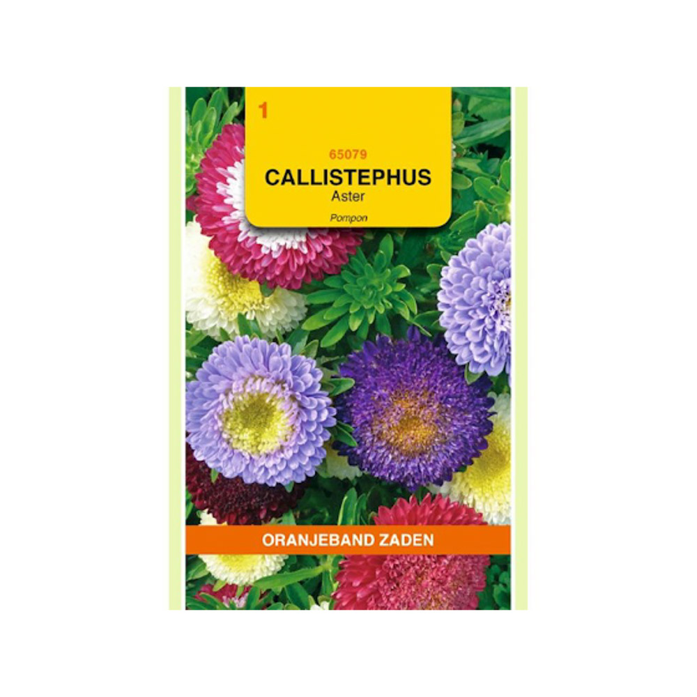 Callistephus, Aster Pompon gemengd