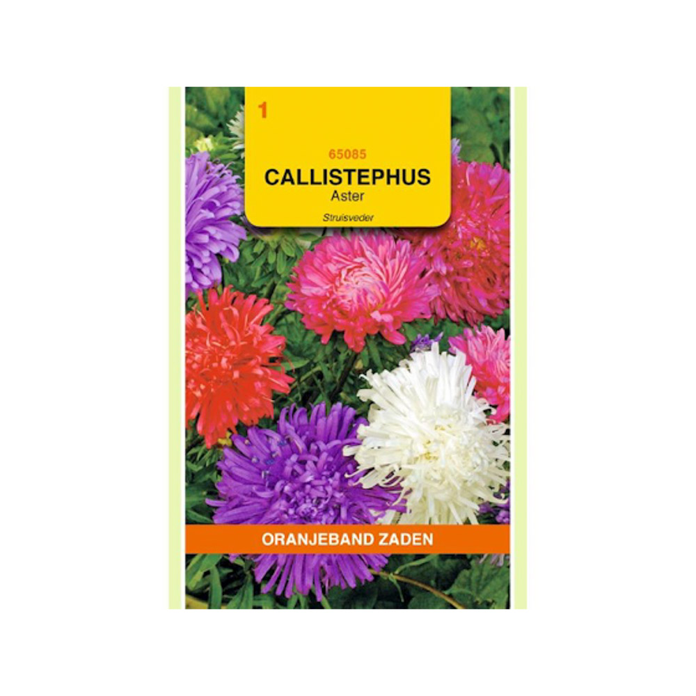 Callistephus, Aster Struisveder gemengd